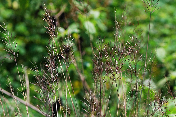 Mùa thu nhớ những bông may